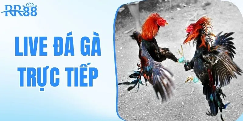 live đá gà trực tiếp hàng trăm trận đấu hàng ngày tại rr88